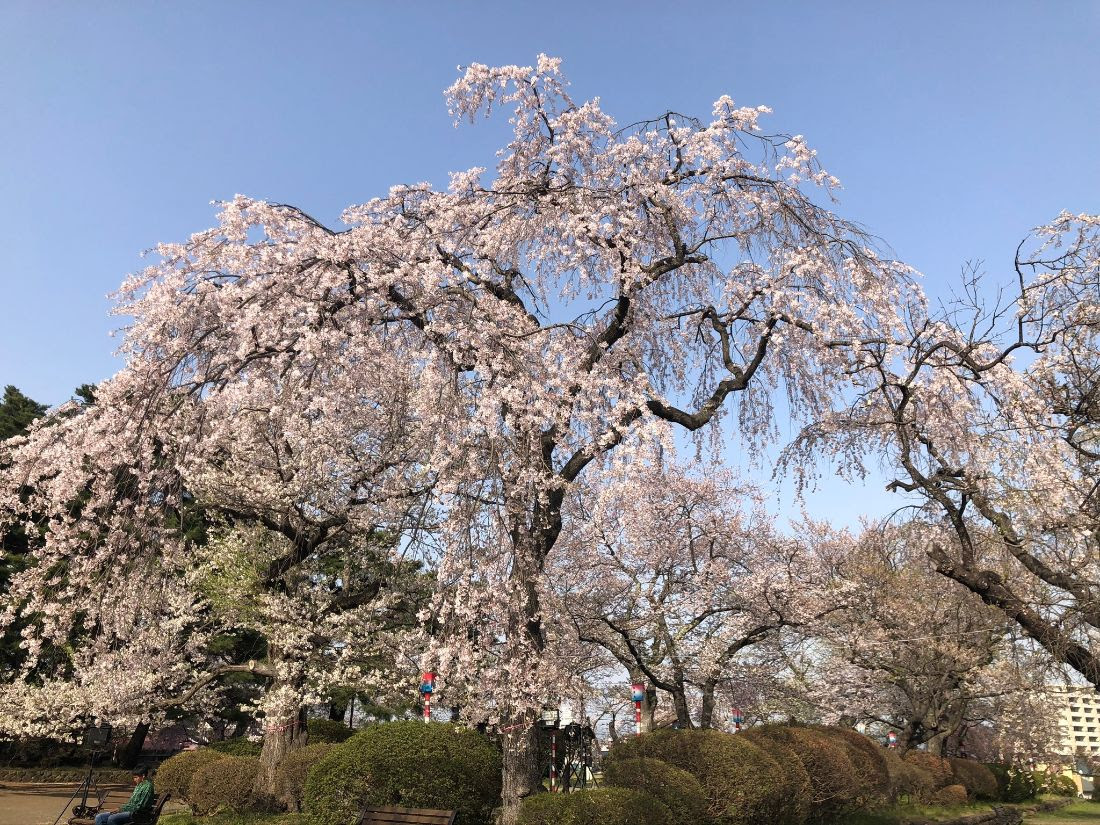 桜は浄化パワーのある花です