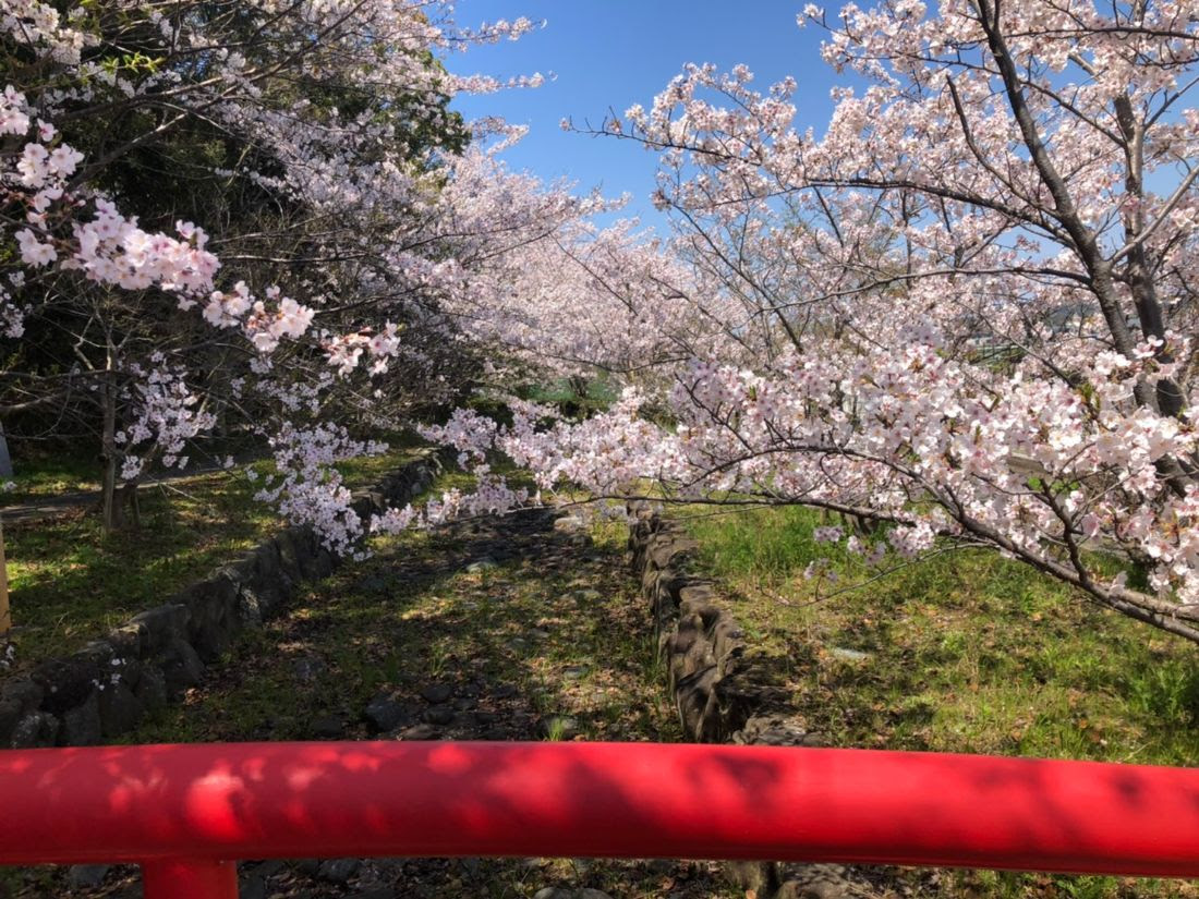 【桜旅・浄化】東谷三社 in茨城県を巡る桜旅をしました～
