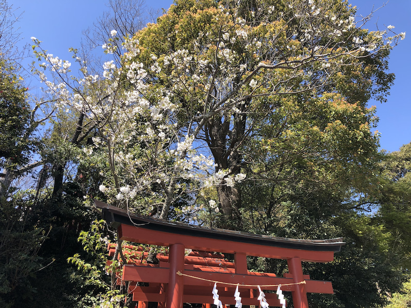 【桜旅・浄化】鎌倉＆江の島を巡る旅でした！