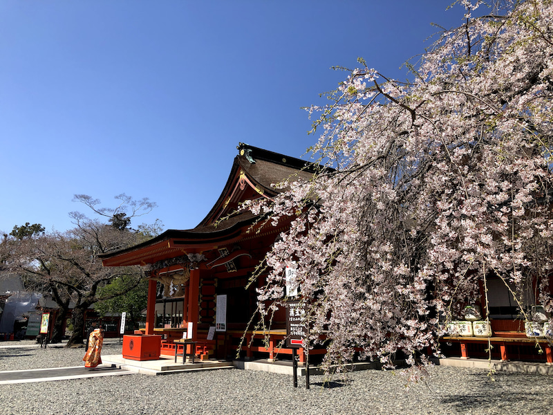 【桜旅・浄化】富士山周辺を巡る桜旅でした（その２）
